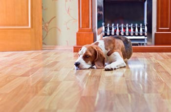 How to Protect Hardwood Floors from Pets - Dog & Cat Scratch